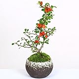 小品盆栽：長寿梅（瀬戸焼小鉢)*雪丸鉢