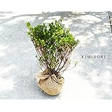 サツキ ツツジ 5本セット 約30cm ツツジ 約30cm 皐月 植木 庭木 苗 ガーデニング 常緑低木 盆栽 園芸 和風 花 さつき