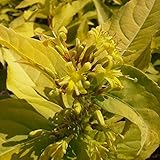 【ノーブランド品】ディエルビラ：ハニービー5号ポット[蜜源植物としても有用なスイカズラ科の黄金葉品種]