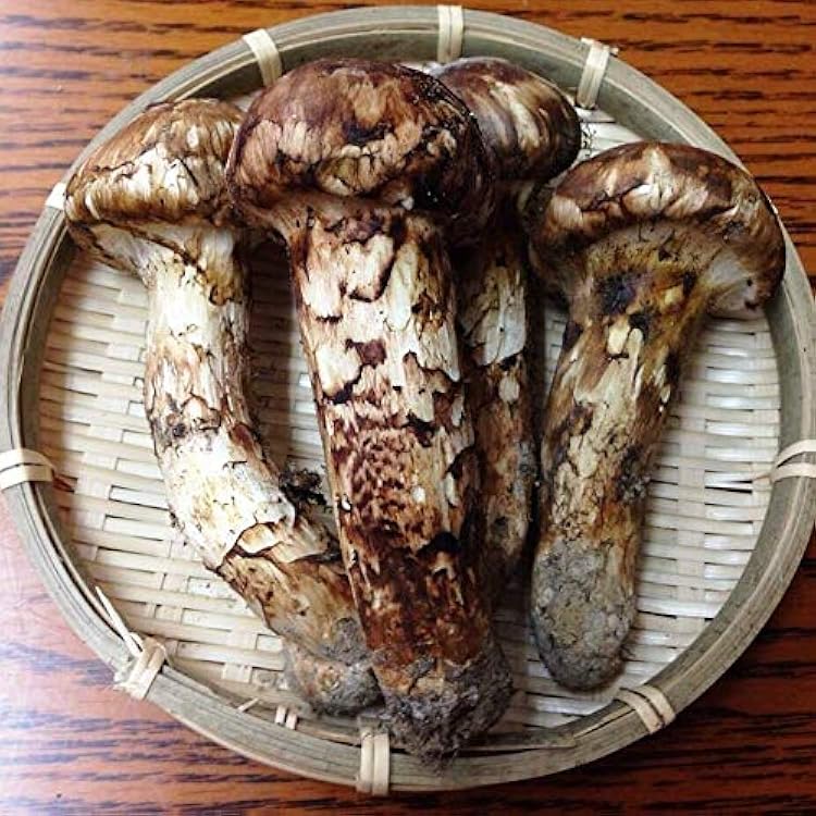 8/27 岩手県産 松茸 傘開き 128g