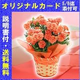 H-4　花生産量日本一の産地から送る　カーネーション　オレンジ　５号鉢 （母の日カード・育て方のしおり付き） ≪愛知県≫
