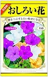 おしろい花
