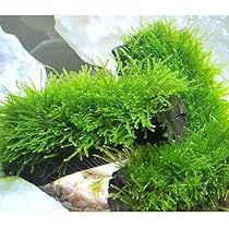 ウィローモス　ウイローモス60g 無農薬 51477wvGyJL._AC_UL210_SR210,