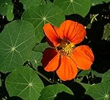 オレンジクライミングキンレンカ種子Oranzhevyy Blesk（キンレンカ）の花