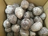 里芋 種芋 大和早生 2kg