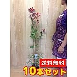【ノーブランド品】レッドロビン樹高0.9m前後15cmポット【10本セット】