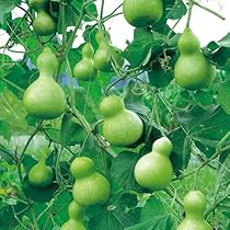 514Al-h8KFL._AC_UL210_SR210,