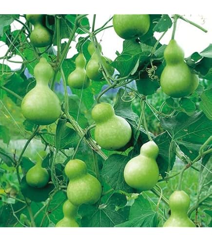 Amazon | サカタのタネ 実咲野菜0974 大ひょうたん 00920974 | 野菜