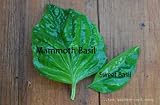 マンモスバジル(Ocimum basilicum)100 +種子薬用、茶、ハーブez成長CombSH