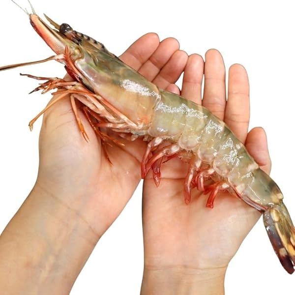 Amazon.co.jp: 【当店直輸入！】超超特大！天然有頭シータイガー えび