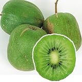 国華園　果樹苗　サルナシ　ファントム　1株