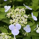 【2018年春～　開花見込み株】ヤマアジサイ「瀬戸の月」