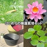 (ビオトープ/睡蓮)はじめての睡蓮栽培セット ピンク オパール+ライズ(セサミグレー)+ヒメダカ+浮き草他 説明書付 本州・四国限定[生体]