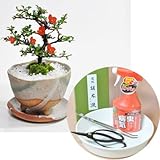 盆栽妙 ミニ盆栽と初めての道具セット 花の咲く長寿梅