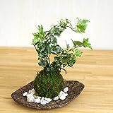 苔玉の入門版、丈夫で育てやすい苔玉【アイビーの苔玉・くらま岩器・敷石セット】 (敷石の色（白石）)