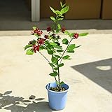 大きなワインレッドのお花を咲かせます!庭木:黒花ろうばい/カリカンサス プレゼント 新品種!
