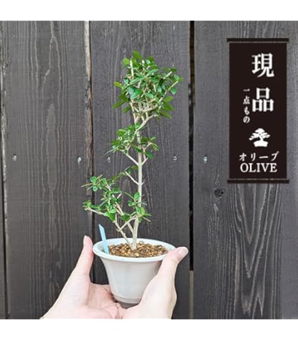 Amazon｜観葉植物 SOUJU 創樹 ブランド：オリーブの木 3号*｜観葉植物