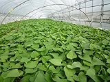 香川県産　29年産　サツマイモ　50本 苗　金時　芋　つる　イモヅル　生産農家