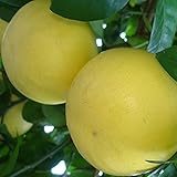 文旦 苗木 【ブンタン チャンドラポメロ】 2年生 接ぎ木 スリット鉢植え