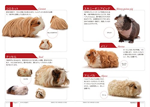 モルモットの飼い方とミニ図鑑 千葉県 神奈川県 埼玉県のモルモット販売