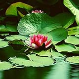 LORIAJPスイレン 種子 水生花植物の種 5粒/パック