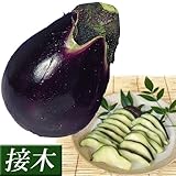 国華園　接木野菜苗　水ナス　接木泉州水ナス　4株【※発送が国華園からの場合のみ正規品です】
