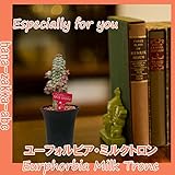 【多肉植物】ユーフォルビア ・ミルクトロン2.5号【店長おススメ】【観葉植物】【インテリアグリーン】