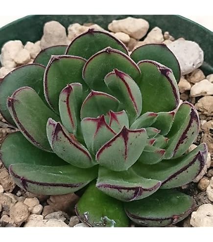Amazon.co.jp: 多肉植物 エケベリア属 七福美尼 しちふくびに カット