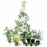 オンリーワン　エントランス向け植栽セット　ブリーゼ　ホンコンヤマボウシ　やさしい景色　ME6-SET04