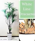 限定100本限り ホワイトライン ドラセナ 大型観葉植物 フェイクグリーン スタイリッシュ 全長160cm　幅70cm 枯れません お手入れ不要 CT触媒加工 衛生的 アジアン リゾート風 代引き不可