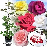 国華園　バラ苗　バラ苗新苗福袋　3株【※発送が国華園からの場合のみ正規品です】