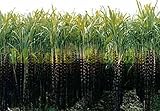 1bad = 100本SUGAR CANE種子フラワーポットプランターは珍しい果物や野菜の種子は速く家と庭の植物のために成長しています