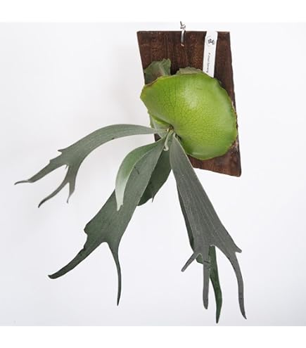 Amazon｜frog_yamato【willinckii Nano】ウィリンキー ナノ spore