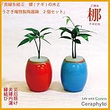 土なし　清潔　水やり簡単　良縁を結ぶ梛(ナギ)の木と　陶房「うさぎ庵」特製陶器鉢　2個セット　梛の木は、「NHK大河ドラマ　女城主　直虎」で「愛しいものの無事を祈る木」「災いを避ける木」「良縁を結ぶ木