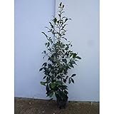 【5本セット】 サカキ 樹高0.7m前後 15cmポット （さかき ホンサカキ 榊 本榊） 常緑樹 苗木 植木 苗 庭木 生け垣