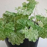 斑入カキドオシ（グレコマ）：レッドステム3号ポット 4株セット[散り斑に赤い茎のグレコマ] ノーブランド品