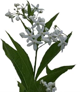 Amazon Co Jp 山野草苗 クサタチバナ Diy 工具 ガーデン