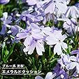芝桜 【エメラルドクッション】 3号ポット苗