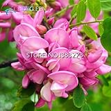 レアゴールデンミモザ種子美しいアカシアBaileyanaイエローワトルツリー花の種子は盆栽咲く50PCS一年中をEVERGREEN