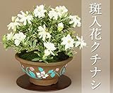 斑入花クチナシ 八重咲 貴風サイズ（育て方説明書・肥料1年分プレゼント）【花物盆栽】いよじ園