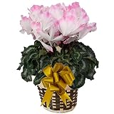 【 予約 】 さかもと園芸　達人のシクラメン　朝注文で即日発送【 プルマウェーブローズ 】　花鉢植え　ギフト　プレゼント　贈答品　クリスマス　お歳暮