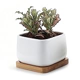 T4U 9.7CM 陶器鉢 白 スクエア NO.2 植木鉢 多肉植物 サボテン鉢 竹トレイ付き