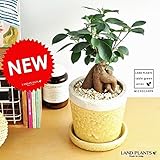 LAND PLANTS ガジュマル 黄色クレーパ　陶器鉢セット
