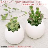 (観葉)私のオアシス ～恋が生まれるたまごチビ 多肉1種～(お買い得2鉢セット)(説明書付) 本州・四国限定[生体]