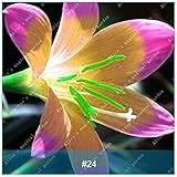 2個の珍しい色Zephyranthes球根盆栽Rhizome植物（Zephyranthesの種ではない）ホームガーデン24のタマネギの球根