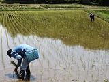 【ガーデニング資材】用土/田んぼの土 20L 4袋セット