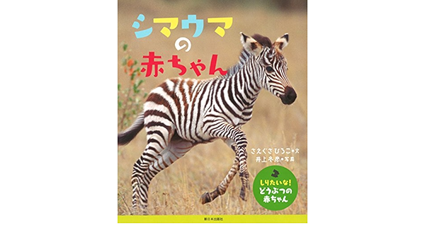 シマウマの赤ちゃん しりたいな どうぶつの赤ちゃん さえぐさ ひろこ 井上 冬彦 本 通販 Amazon