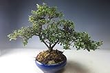 盆栽　花芽付き！皐月（さつき）（鶴翁）の鉢植え 【現品】2018春開花予定