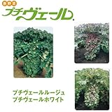 プチヴェール 3種セット[非結球性芽キャベツ] ノーブランド品
