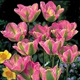 秋植え球根・プランター１杯分のチューリップ グリーンランド ３０球パック*お届け地域によっては別途送料がかかる場合があります